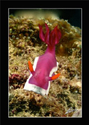 huge nudi in Sipadan Water Village house reef by Adriano Trapani 